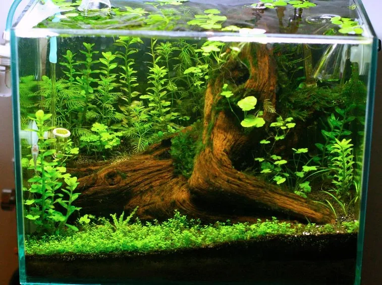 splendido acquario