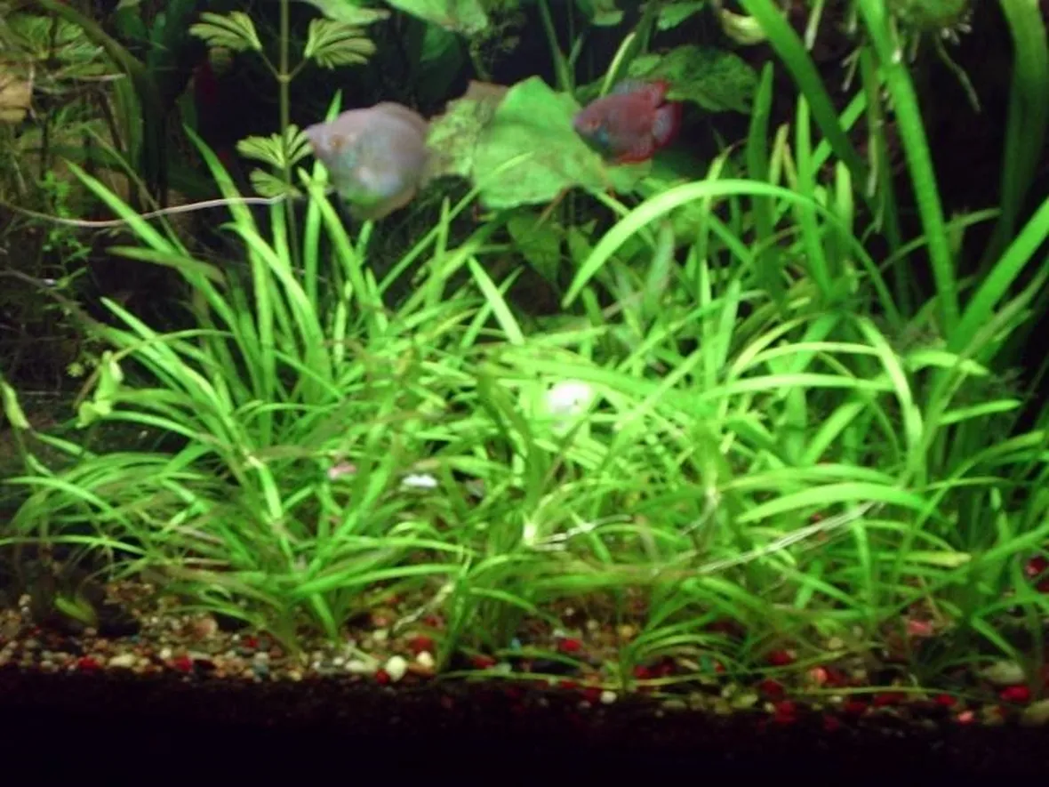 echinodorus in acquario