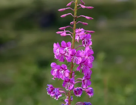 Infiorescenze delle piante di Epilobium