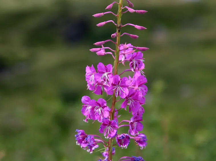 Infiorescenze delle piante di Epilobium
