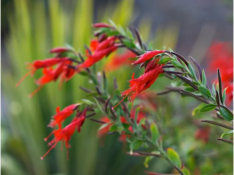 Fiori rossi di Epilobium