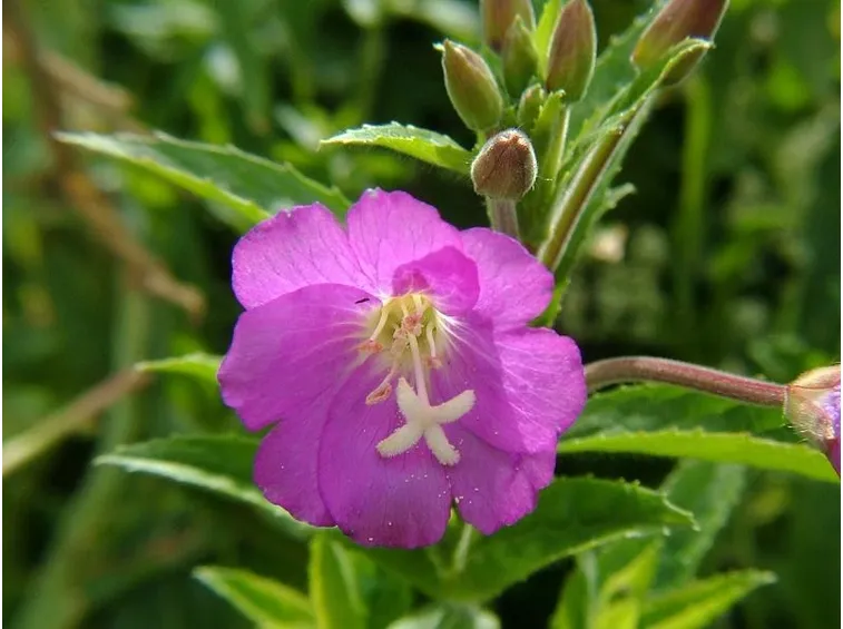 Infiorescenza della pianta di Epilobium
