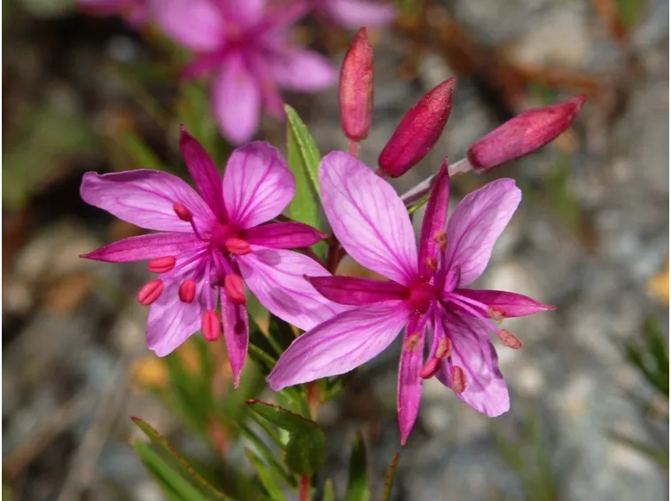 Fiori rosa di Epilobium
