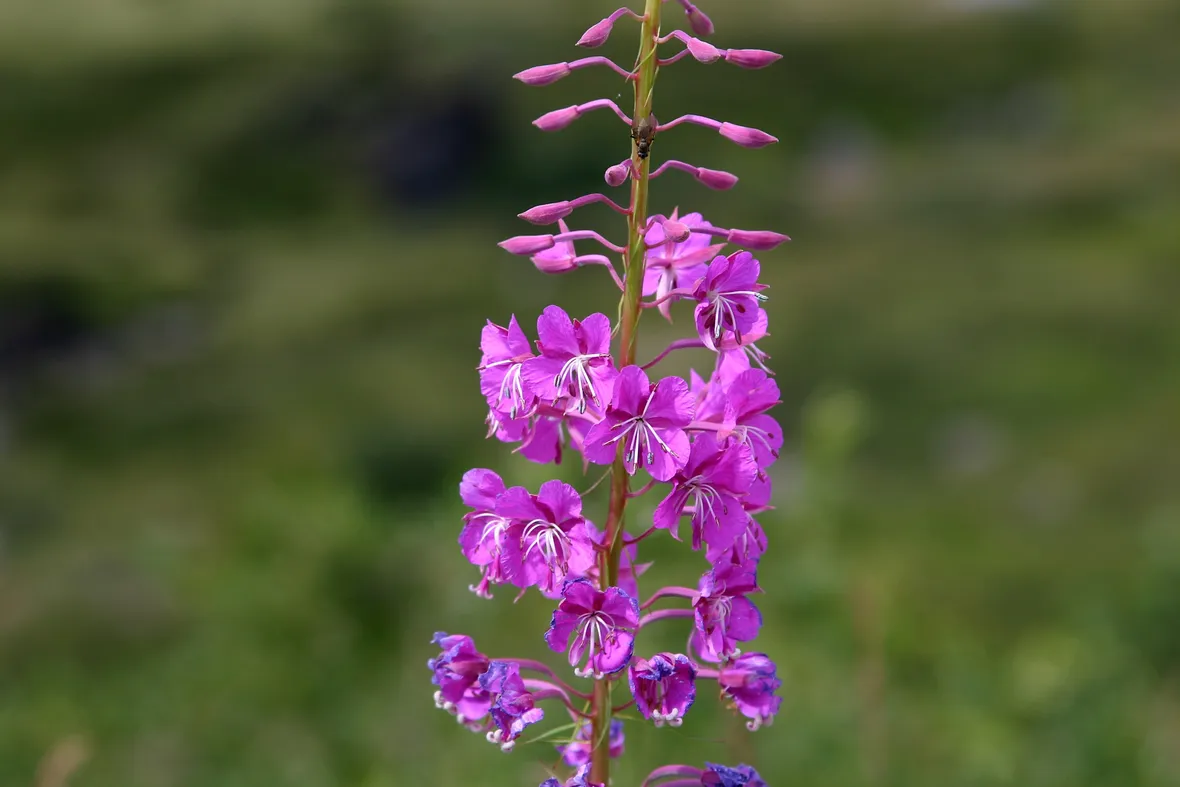 Infiorescenze delle piante di Epilobium