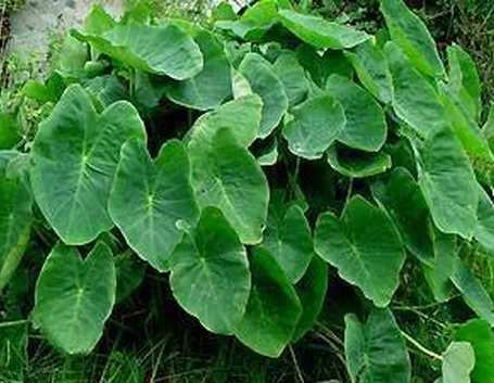 esculenta