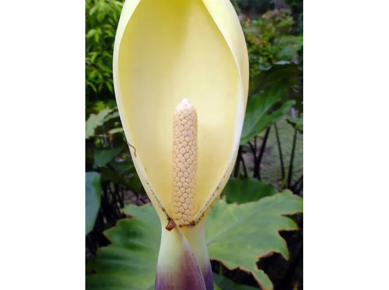 Esculenta