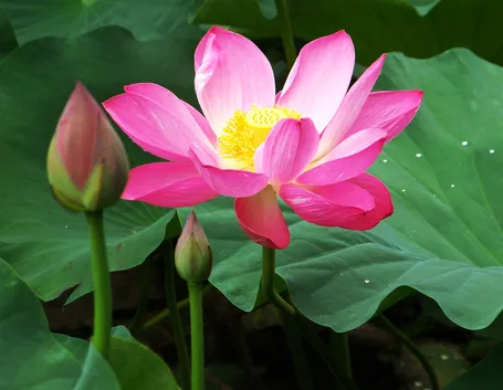 fioriloto