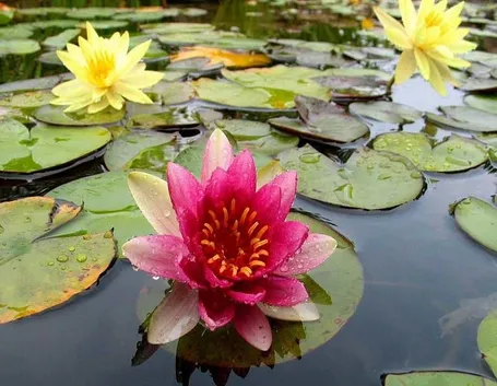 Fiore di loto in un laghetto