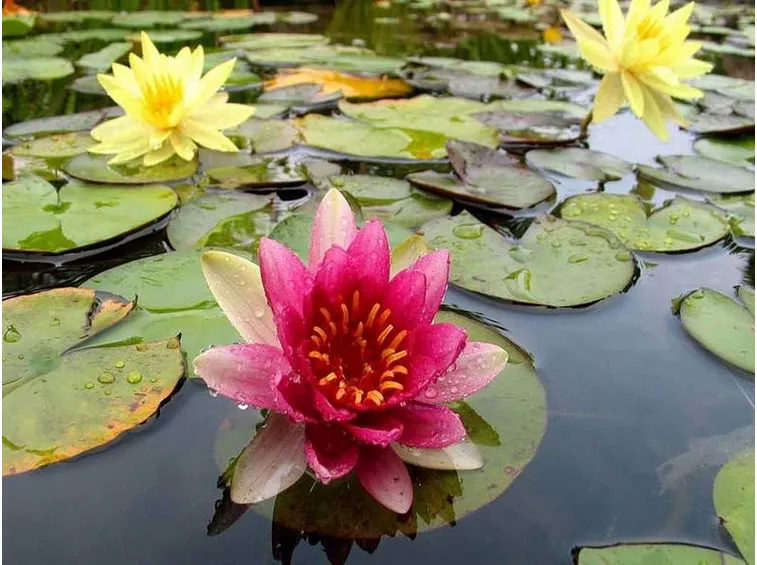 Fiore di loto in un laghetto