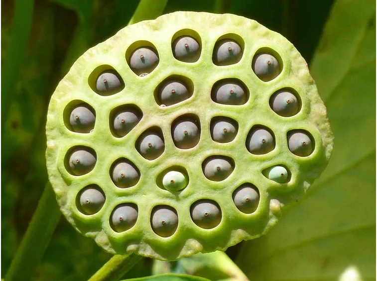 Semi del fiore di loto