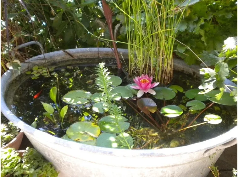 Fiori di loto in vaso