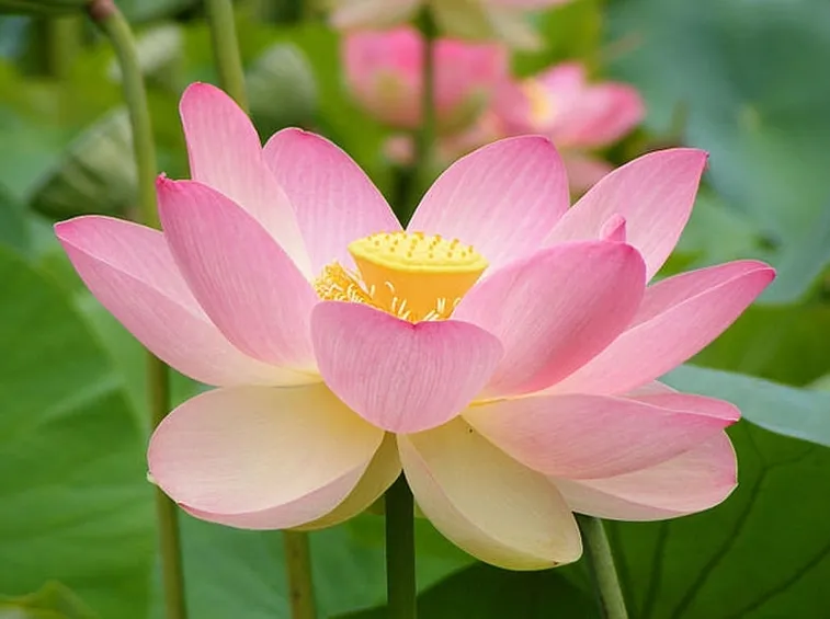fiori di loto rosa