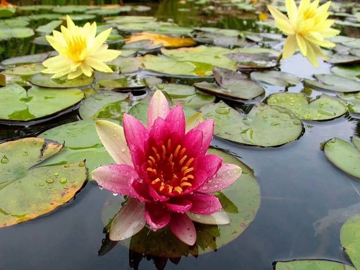 Fiore di loto in un laghetto