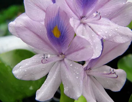 Fiore di giacinto d'acqua