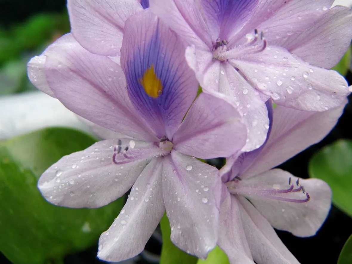 Fiore di giacinto d'acqua