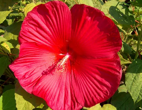 Fiore di Hibiscus moscheutos