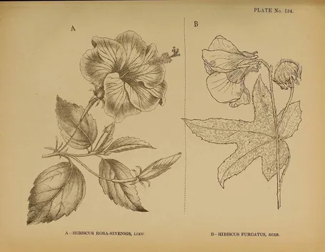 Illustrazioni botaniche di varietà di ibisco