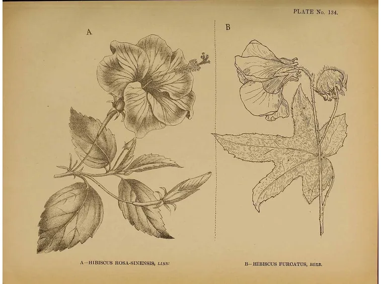 Illustrazioni botaniche di varietà di ibisco