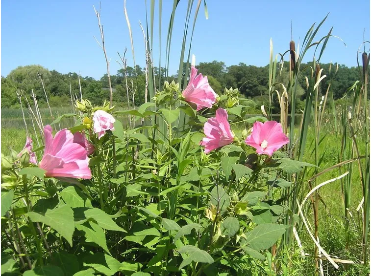 Esemplare di hibiscus palustris in natura
