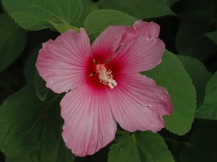 Il fiore dell'hibiscus palustris