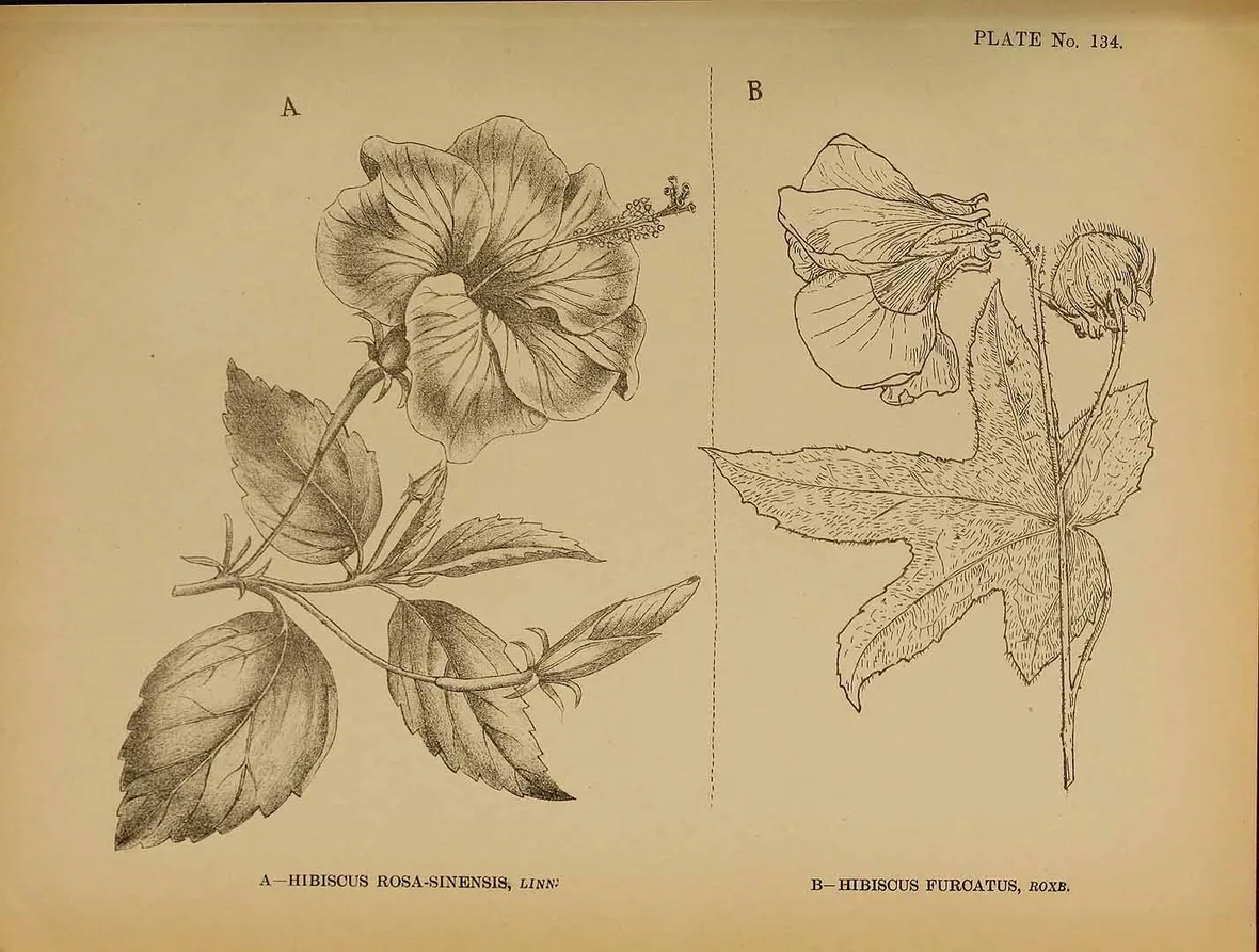 Illustrazioni botaniche di varietà di ibisco