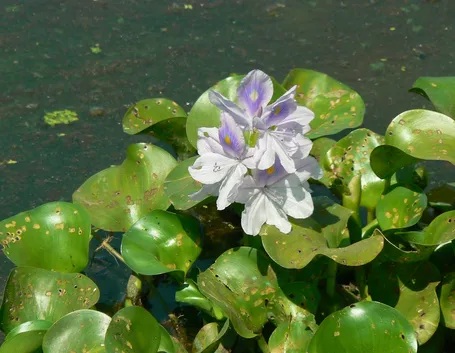 Fiori di Giacinto d'acqua