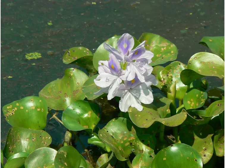 Fiori di Giacinto d'acqua