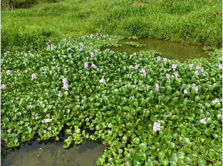 distesa di Giacinti d'acqua