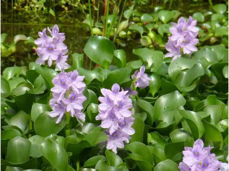 fiori di Giacinto d'acqua
