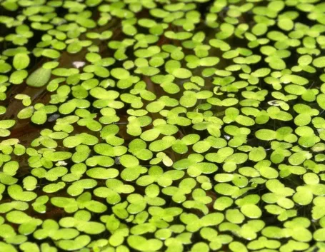 Distesa di lenticchie d'acqua