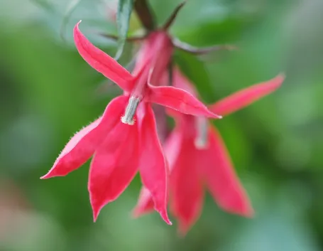 Infiorescenze di Lobelia cardinalis