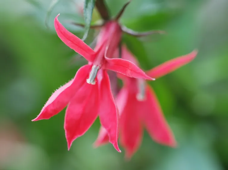 Infiorescenze di Lobelia cardinalis