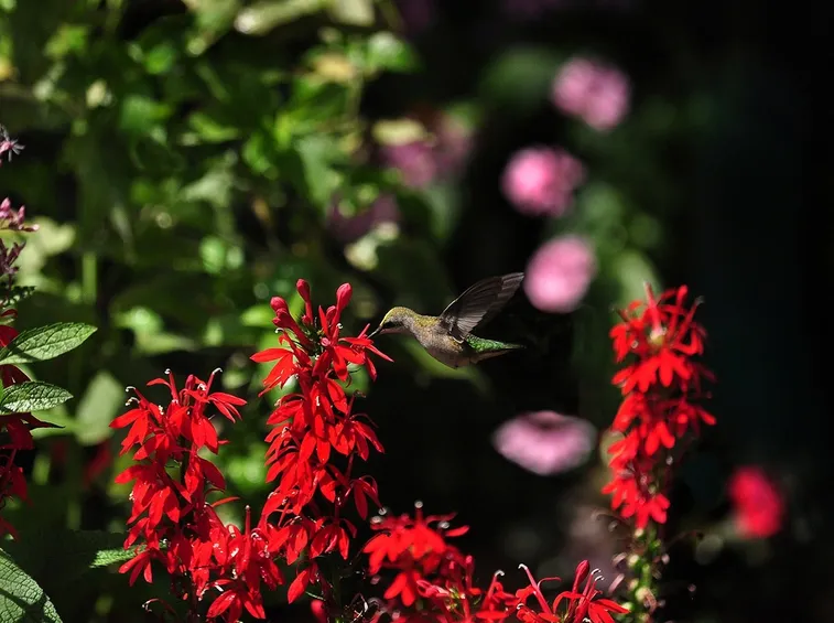 Fiori di Lobelia cardinalis