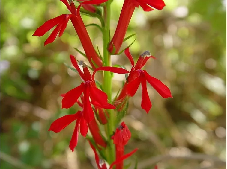 Fiori rossi di Lobelia cardinalis