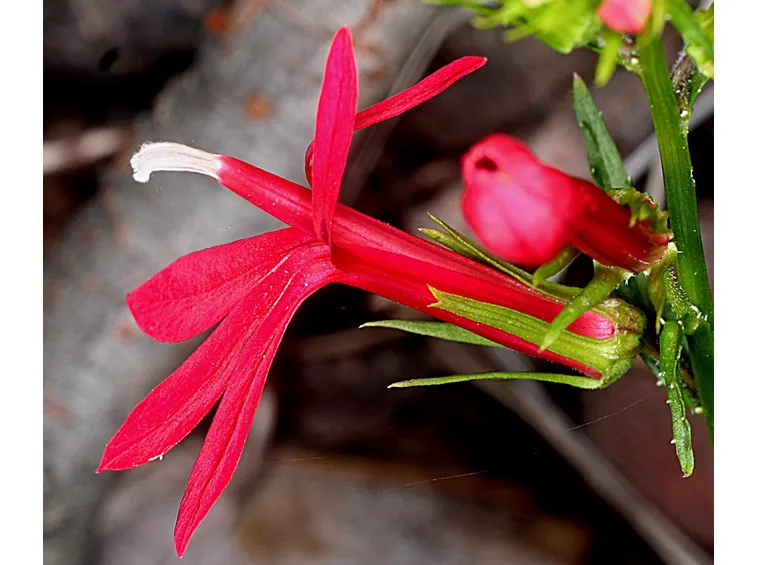 Fiore di Lobelia cardinalis