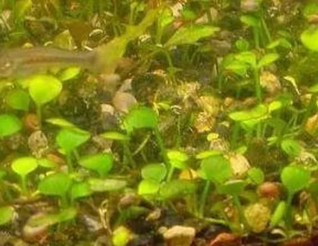 marsilea in acquario
