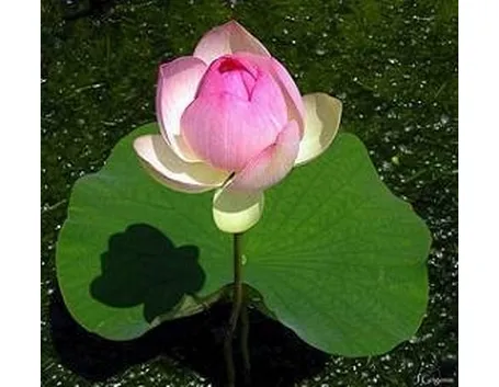 pianta e fiore galleggianti