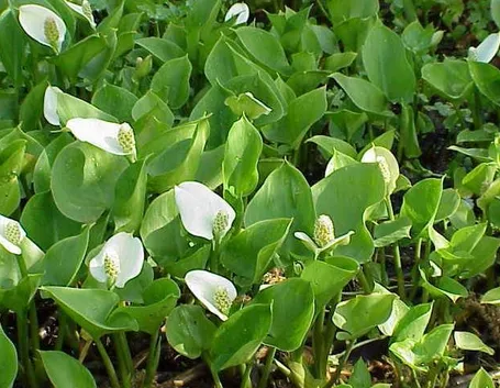 Piante marginali