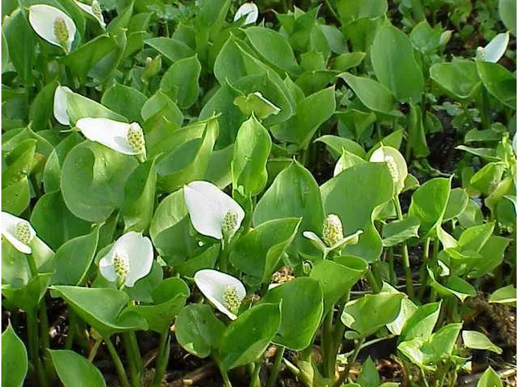Piante marginali