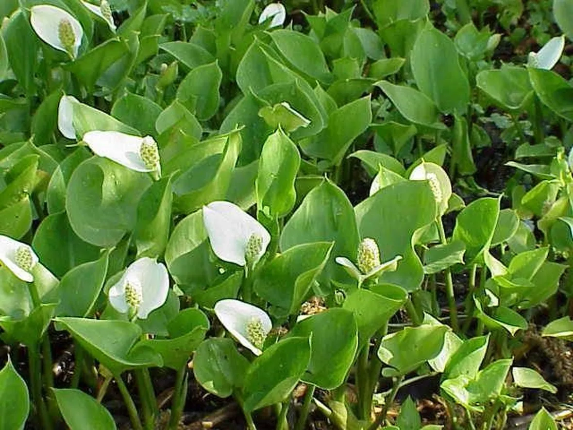 Piante marginali
