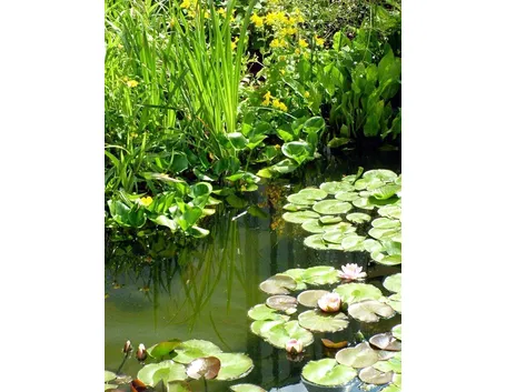 giardino con piante palustri