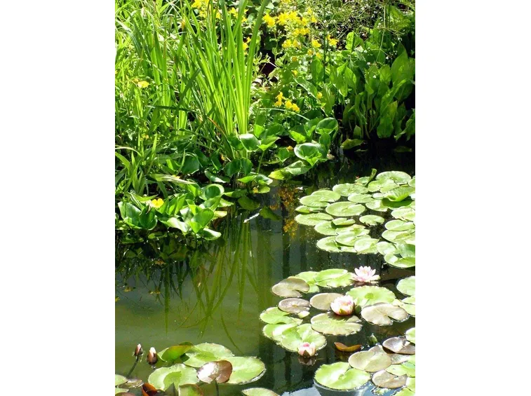 giardino con piante palustri