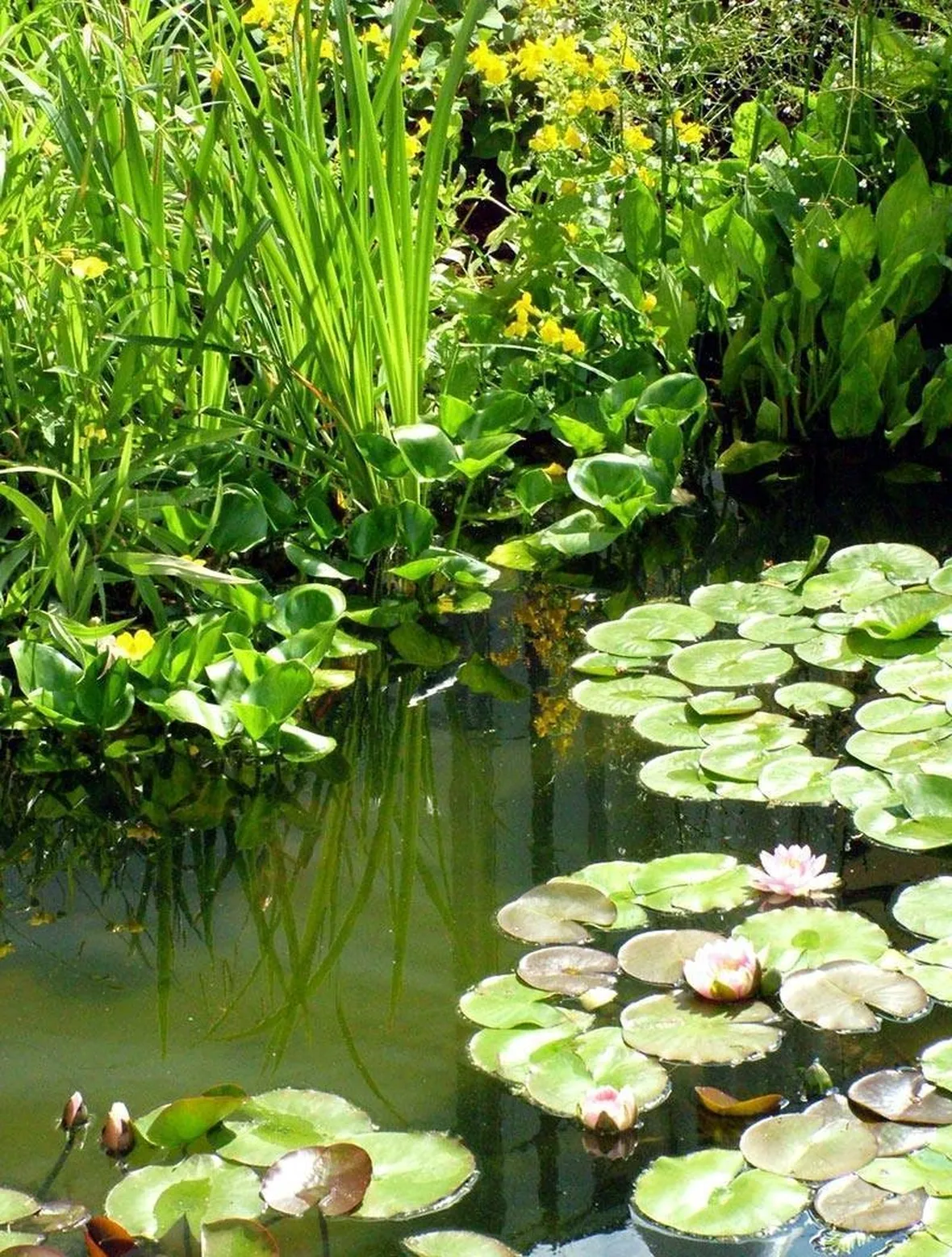 giardino con piante palustri