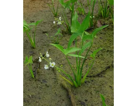 Sagittaria latifolia