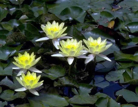 Scegliere e piantare le piante acquatiche