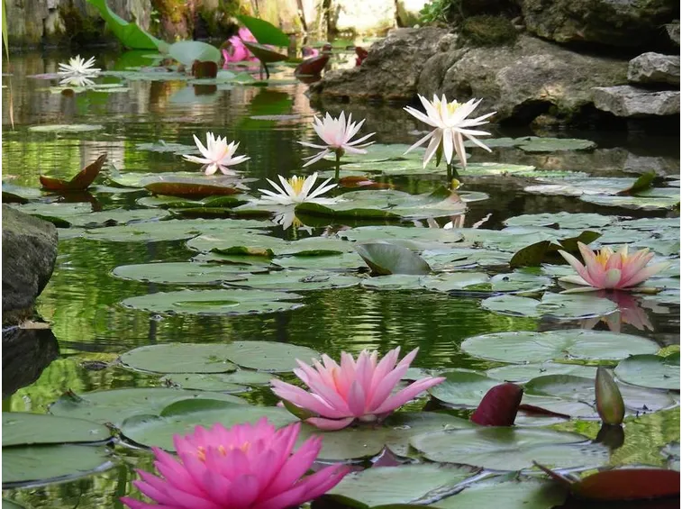 Decorare e piantare piante acquatiche