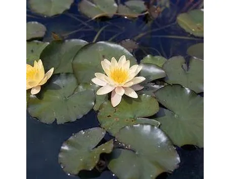 Vendita piante acquatiche