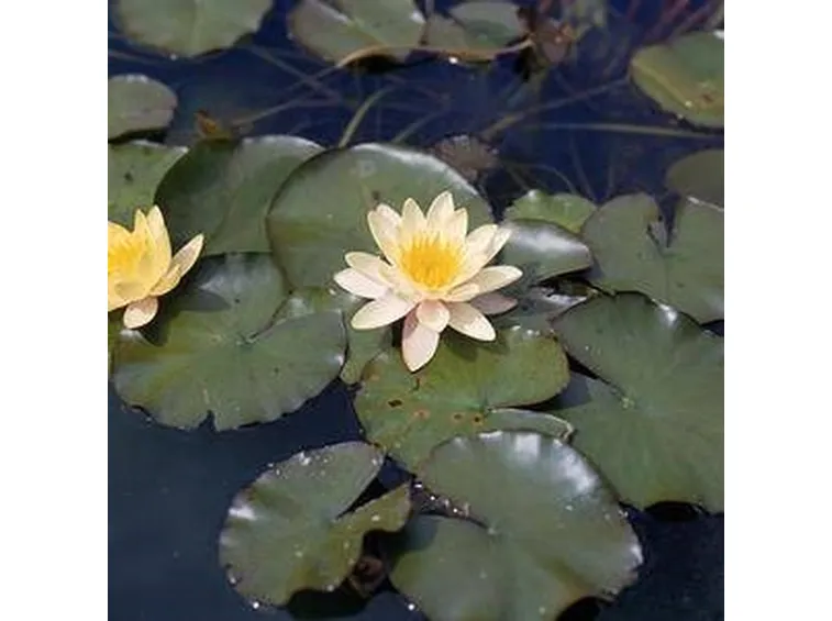 Vendita piante acquatiche