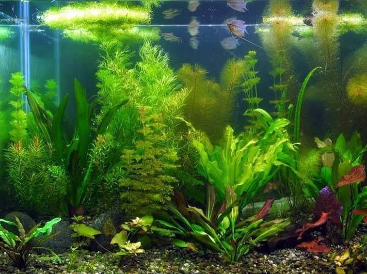 Vendita piante acquatiche 