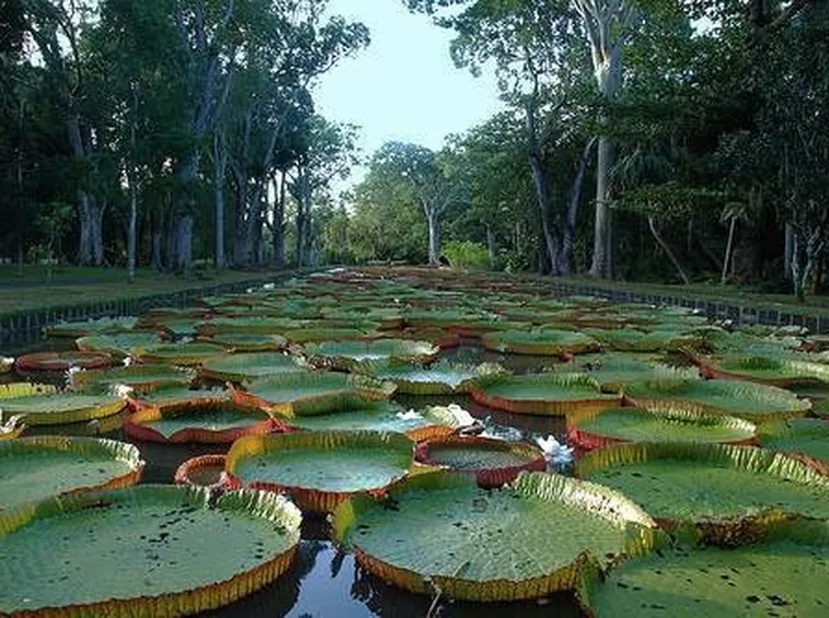 Vendita piante acquatiche
